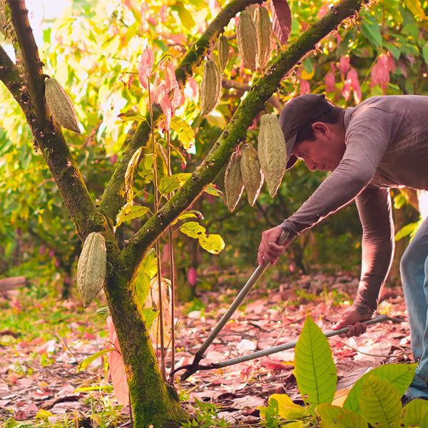 cocoa tree in ecuador
