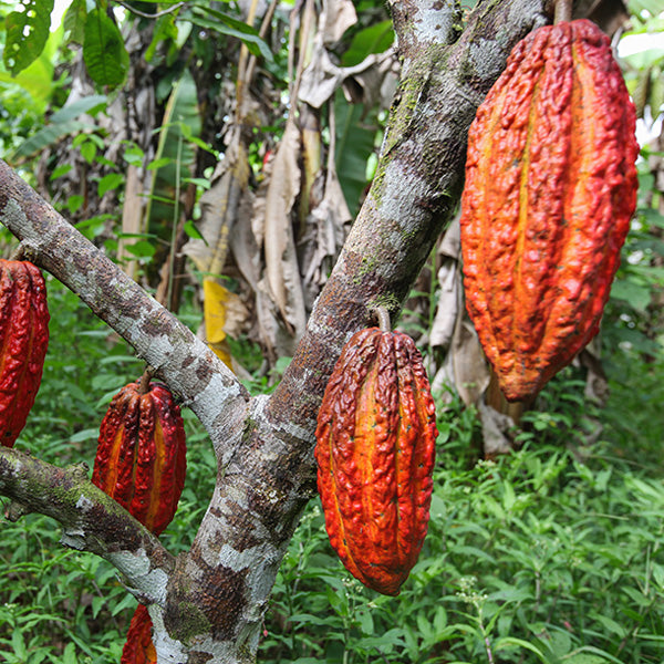 cocoa tree